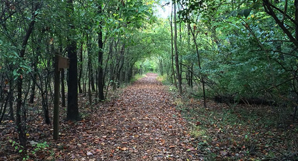 a path leading through the woods.