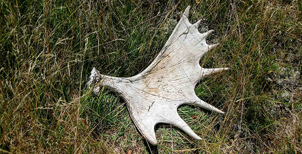 an antler laying on the grass