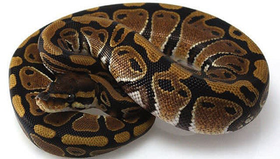 A Ball Python