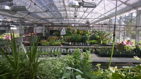 Main Greenhouse