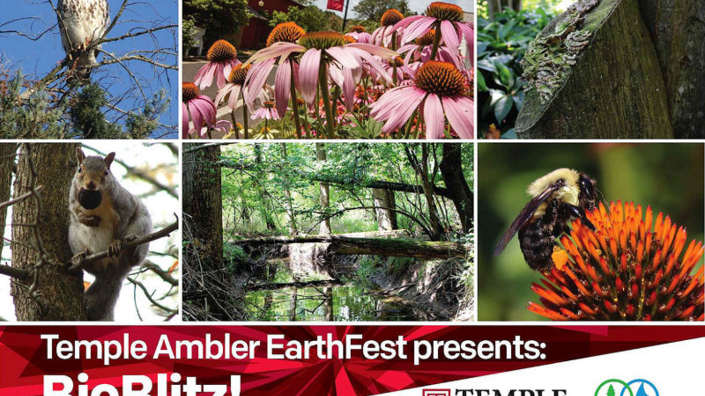 Take a walk on the wild side at Ambler Arboretum BioBlitz