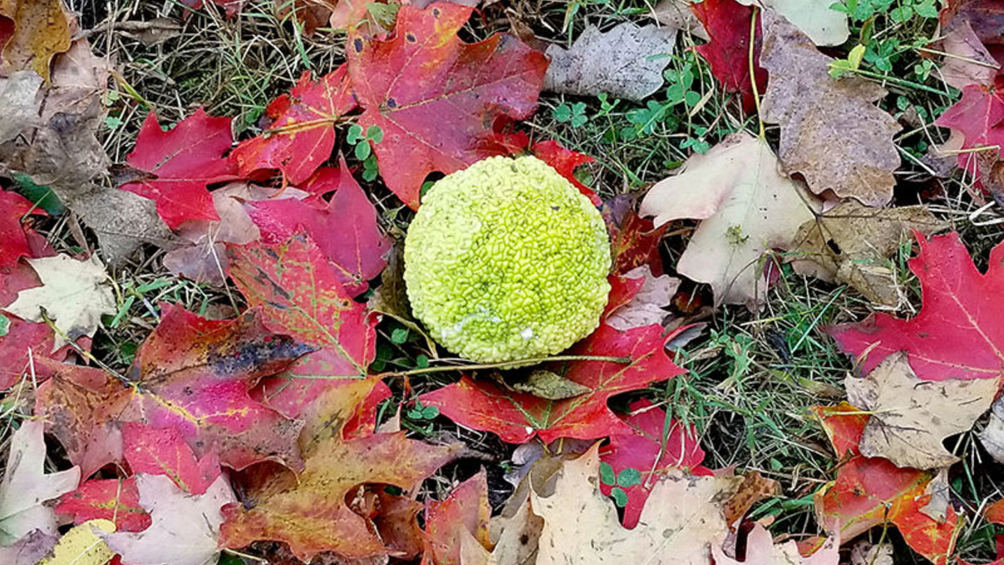 Curiouser and Curiouser - Osage Orange
