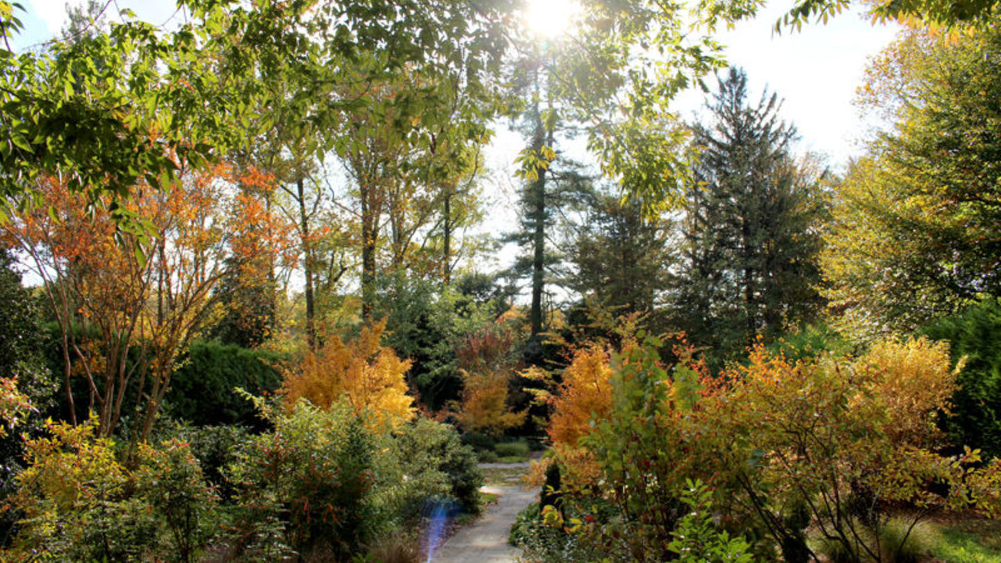 A burst of fall colors in the Ambler Arboretum
