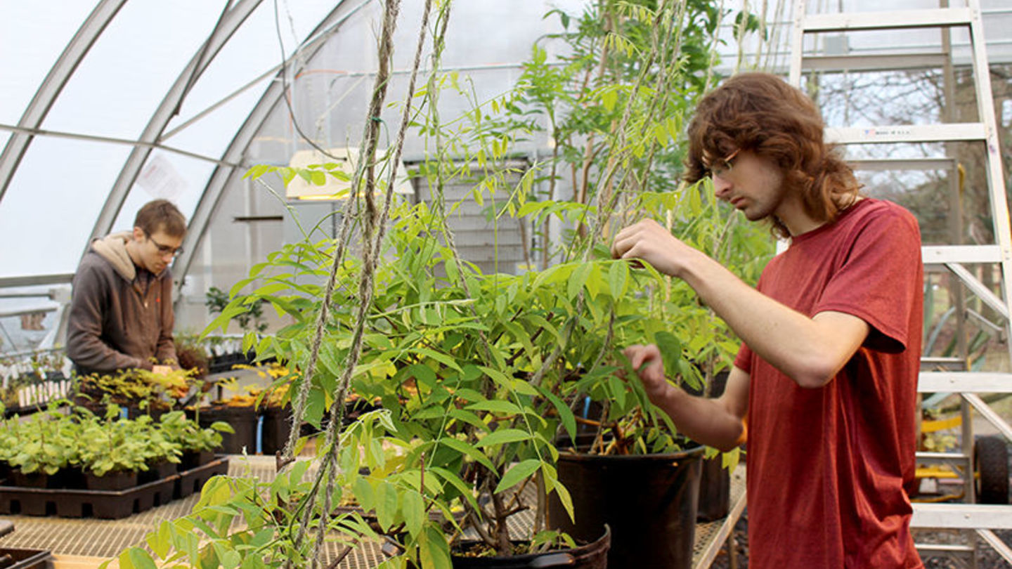 Flower Show 2020: Ungardening in the Ambler Campus Greenhouse