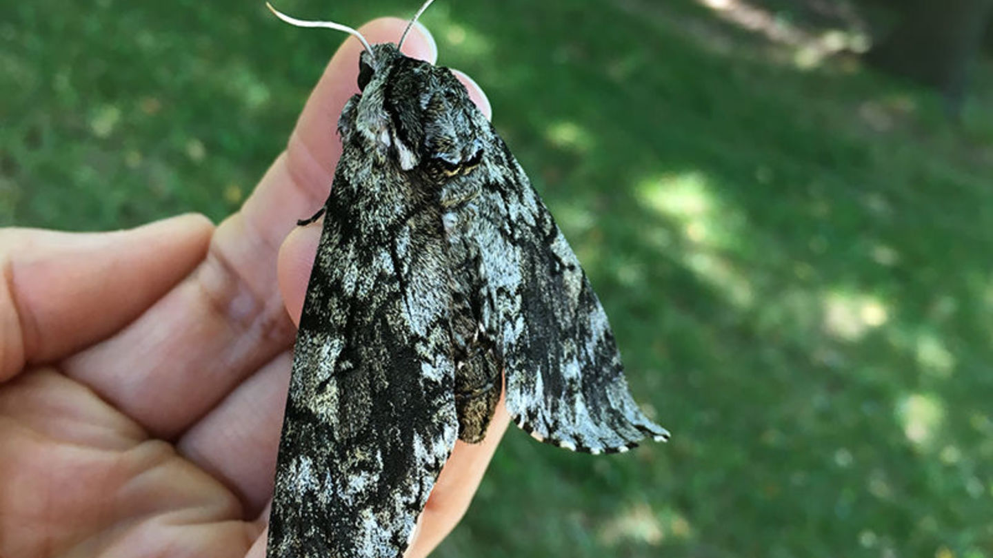 Curiouser and Curiouser - A Menagerie of Moths