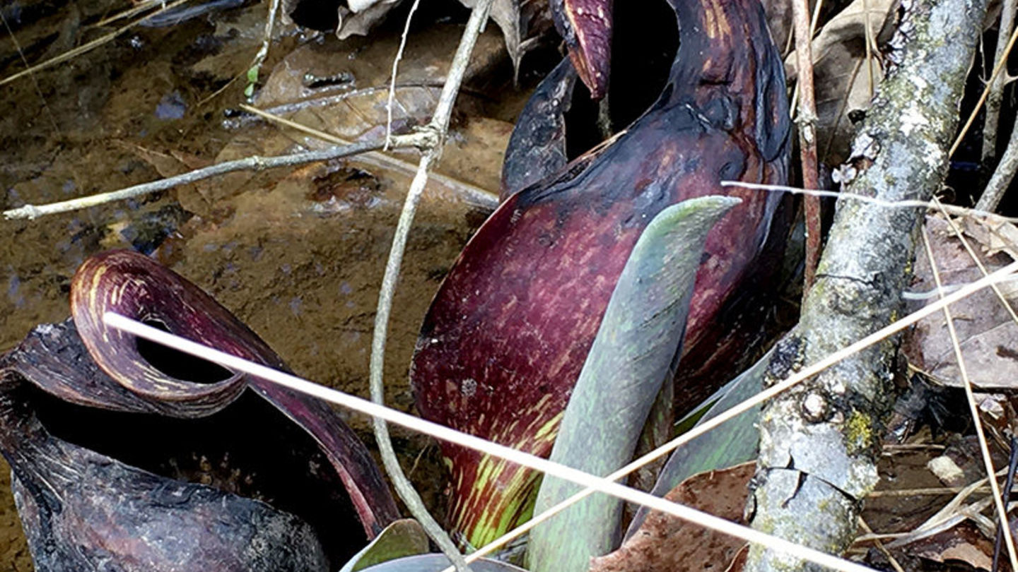 Curiouser and Curiouser - Skunk Cabbage