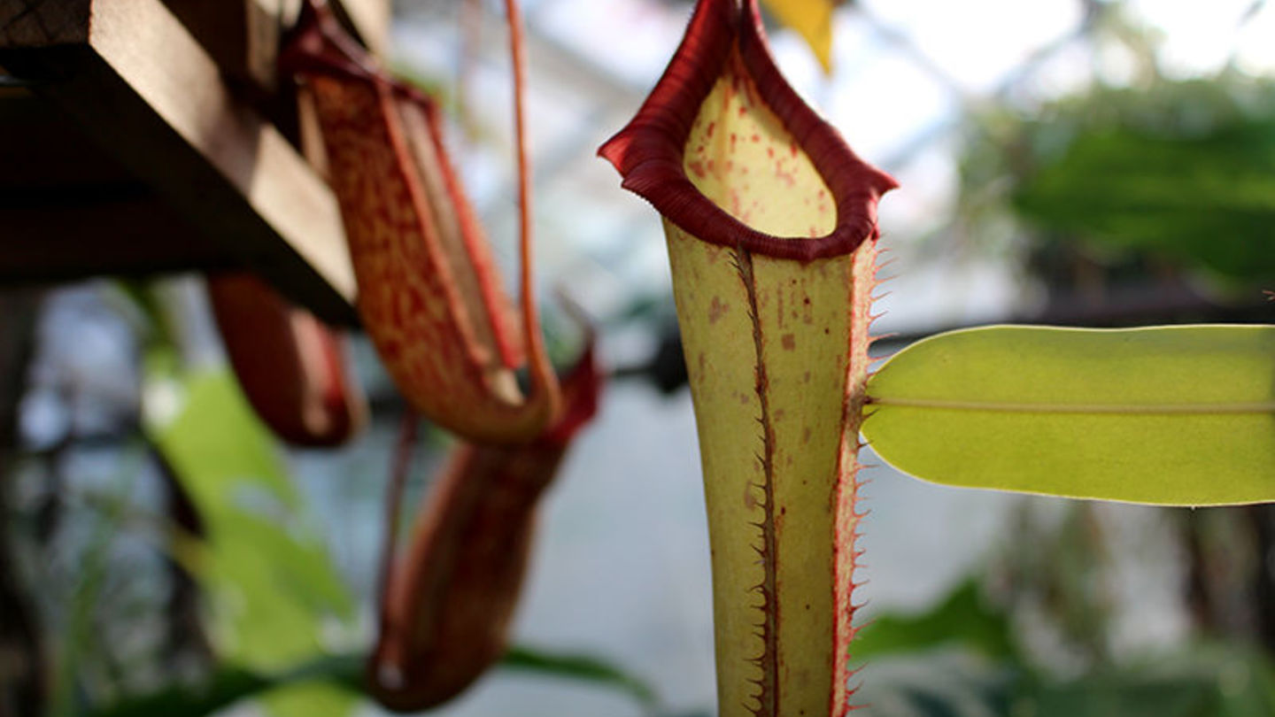 Ben Snyder: A Walk on the Weird Side of the Ambler Campus Greenhouse