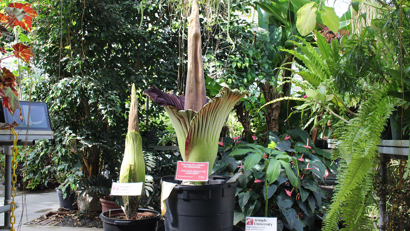 Rare Corpse Flowers Bloom at Temple Ambler