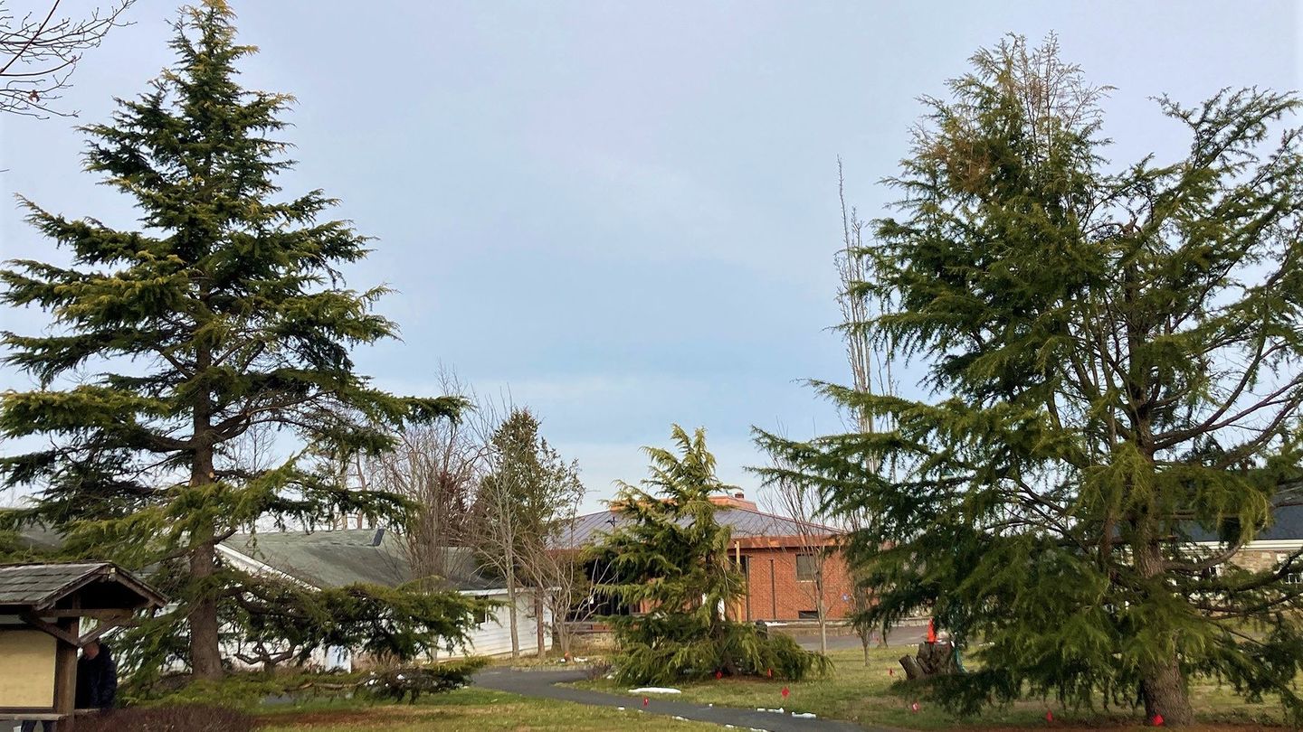 Evergreen trees in the Ambler Arboretum